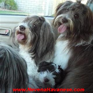Chocolate Havanese Dogs For Sale