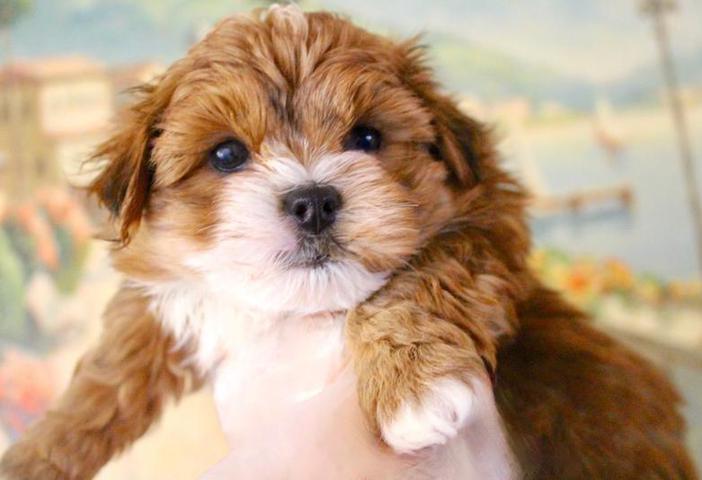 Red and white sales havanese